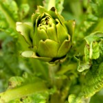 Globe artichoke