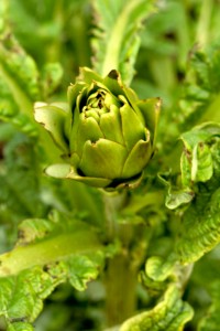 Globe artichoke