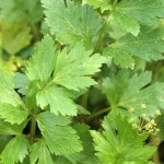 Celery leaves