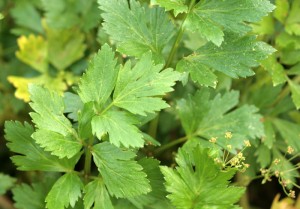 Celery leaves