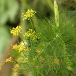 Fennel fronds and flowers