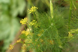 Fennel fronds and flowers