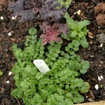 Bittercress and red kale