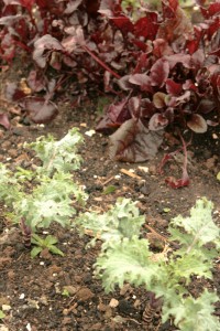 Kale and beetroot leaves