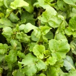 Radish leaves