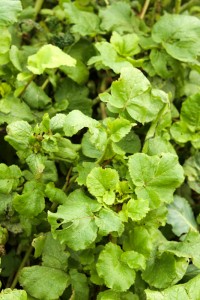 Radish leaves