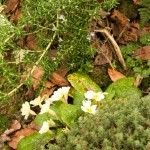 Prostrate rosemary, primrose flowers and thyme