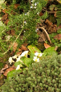 Prostrate rosemary, primrose flowers and thyme