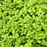 Chickweed