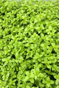 Chickweed