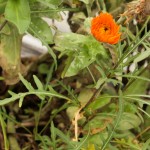 WIld rocket and marigold