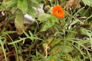 WIld rocket and marigold