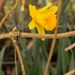 Daffodil