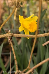 Daffodil