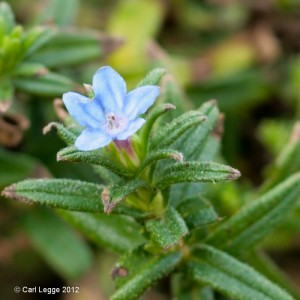 Lithospermum