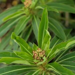 Euphorbia mellifera