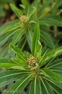 Euphorbia mellifera