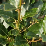 Laurus nobiis