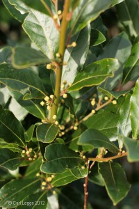 Laurus nobiis