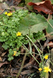 Yellow flower