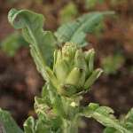 Globe artichoke