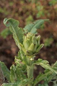 Globe artichoke