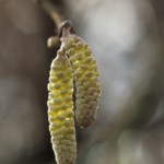 Hazel catkins