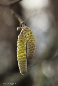 Hazel catkins