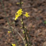 Winter jasmine