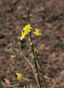 Winter jasmine