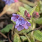 Pulmonaria