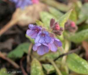 Pulmonaria