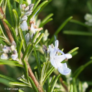 Rosemary