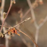 Hamamelis