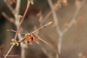 Hamamelis