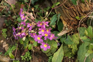 Primula