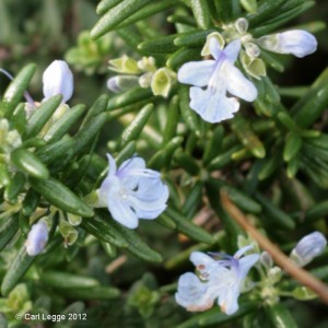 Prostrate rosemary