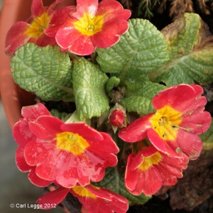 Primula