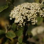 Flowers of Wayfaring Tree