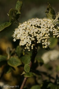 Flowers of Wayfaring Tree