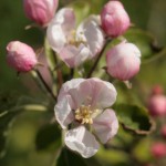 Apple blossom