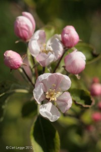 Apple blossom