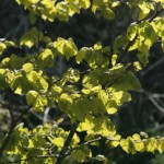 Light through small leaved lime