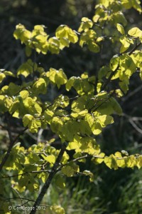 Light through small leaved lime