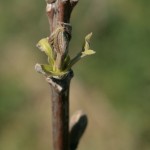 Walnut 'Buccaneer' bud burst