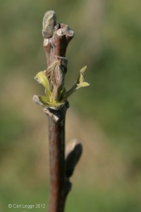 Walnut 'Buccaneer' bud burst