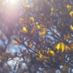 Sunlight through broom flowers