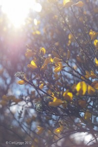 Sunlight through broom flowers