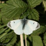 Female orange tip butterfly