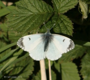 Female orange tip butterfly